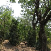 alseseca _huauchinango18